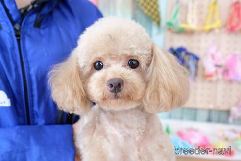 成約済の滋賀県のトイプードル-202403の6枚目